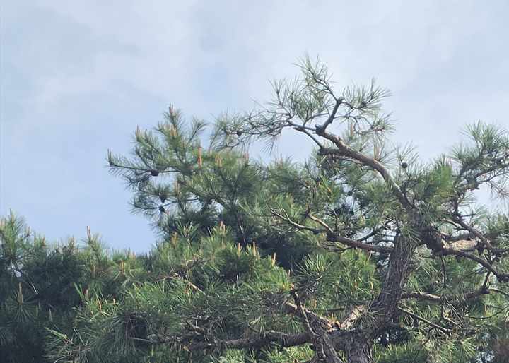 영스카이 상담용 소나무 수관 작업 반경 이미지