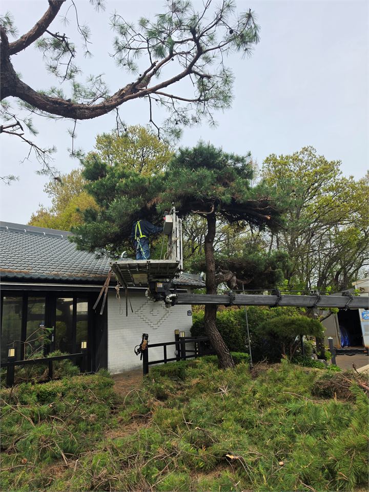 수목 사이로 접근한 스카이차 붐