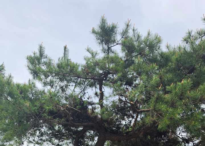영스카이 상담용 소나무 상부 작업 이미지