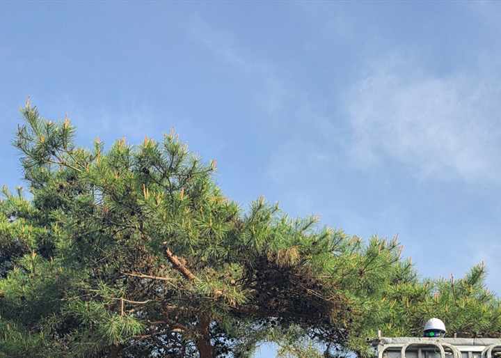 영스카이 상담용 수목 상단 전지 접근 이미지